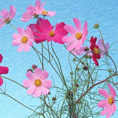 梭哈游戏下载app下载